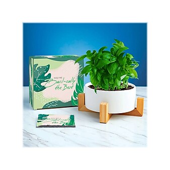 Baudville Haven Plant Set, White (92714)