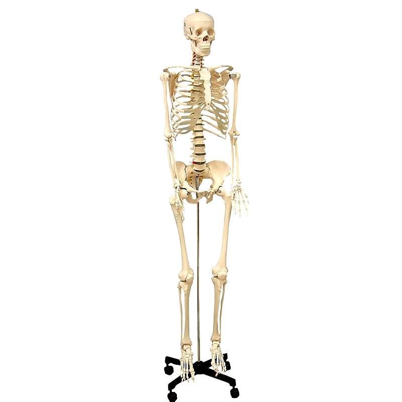 Supertek Life Size Human Skeleton Model with Key, Rod Mount, White (SKFB12407S3) image 1