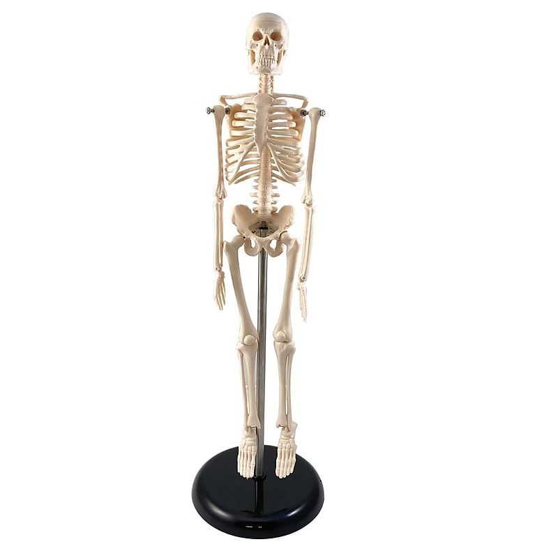 Supertek Human Skeleton Model with Key, 17", White (SKFB12408S3) image 1