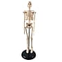 Supertek Human Skeleton Model with Key, 17", White (SKFB12408S3)~#|#~sp167909141_sc7