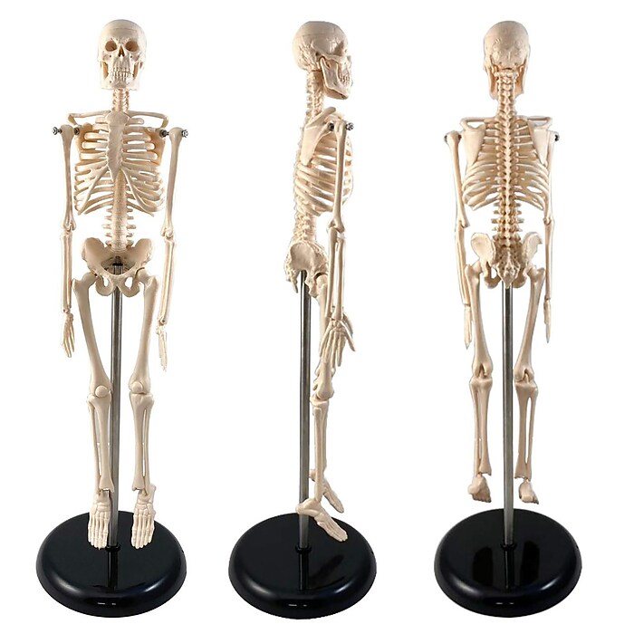 Supertek Human Skeleton Model with Key, 17