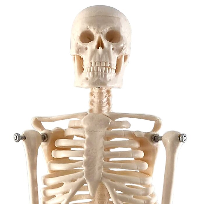 Supertek Human Skeleton Model with Key, 17