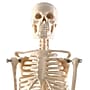 Supertek Human Skeleton Model with Key, 17", White (SKFB12408S3)~#|#~sp167909143_sc7