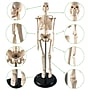 Supertek Human Skeleton Model with Key, 17", White (SKFB12408S3)~#|#~sp167909144_sc7