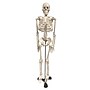 Supertek Human Skeleton Model with Key, 34", White (SKFB12409S3)~#|#~sp167909145_sc7