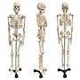 Supertek Human Skeleton Model with Key, 34", White (SKFB12409S3)~#|#~sp167909146_sc7