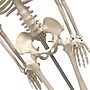 Supertek Human Skeleton Model with Key, 34", White (SKFB12409S3)~#|#~sp167909147_sc7
