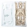 Supertek Human Skeleton Model with Key, 34", White (SKFB12409S3)~#|#~sp167909148_sc7