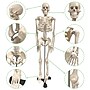 Supertek Human Skeleton Model with Key, 34", White (SKFB12409S3)~#|#~sp167909149_sc7