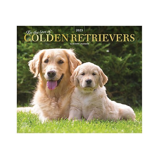 2023 BrownTrout For the Love of Golden Retrievers 12" x 14" Monthly Wall  Calendar (9781975453206) | Staples