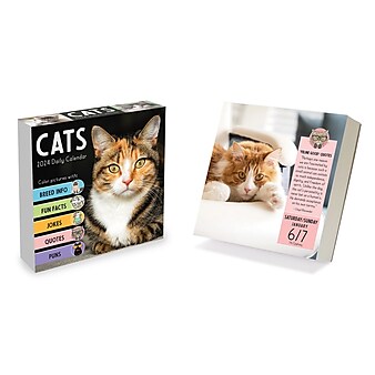 2024 TF Publishing 5.25" x 5.25" Cat A Day Daily Desktop Calendar (24-3002)