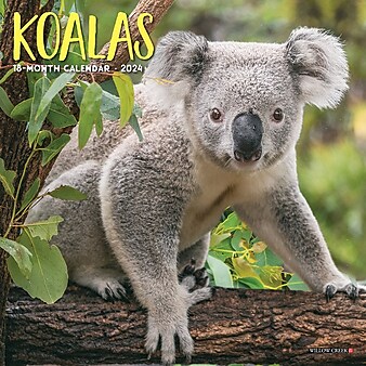2024 Willow Creek Koala Bears 7" x 7" Monthly Wall Calendar, Multicolor (36815)