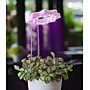Seed & Sprout Bloomie​ Indoor Grow Light (SNSBL8)~#|#~sp314045288_sc7