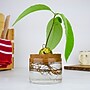 Avocado Grow Kit~#|#~sp319460639_sc7