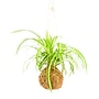 The Art of Kokedama~#|#~sp319460650_sc7