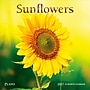 2027 BrownTrout Sunflowers 7" x 7" Monthly Wall Calendar (9798330714964)~#|#~sp320815770_sc7