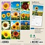 2027 BrownTrout Sunflowers 7" x 7" Monthly Wall Calendar (9798330714964)~#|#~sp320815771_sc7