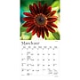 2027 BrownTrout Sunflowers 7" x 7" Monthly Wall Calendar (9798330714964)~#|#~sp320815772_sc7