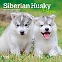 2027 BrownTrout Siberian Husky Puppies 7" x 7" Monthly Wall Calendar (9798330710096)~#|#~sp320815954_sc7