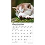 2027 BrownTrout Siberian Husky Puppies 7" x 7" Monthly Wall Calendar (9798330710096)~#|#~sp320815957_sc7