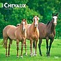 2027 BrownTrout Chevaux 12" x 12" Monthly Wall Calendar (9798330715077)~#|#~sp320815979_sc7