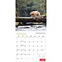 2027 BrownTrout Canadian Geographic Bears 12" x 12" Monthly Wall Calendar (9781525617942)~#|#~sp320816239_sc7