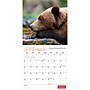 2027 BrownTrout Canadian Geographic Bears 12" x 12" Monthly Wall Calendar (9781525617942)~#|#~sp320816240_sc7