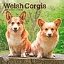 2027 BrownTrout Welsh Corgis 7" x 7" Monthly Wall Calendar (9798330710102)~#|#~sp320816247_sc7
