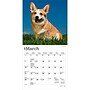 2027 BrownTrout Welsh Corgis 7" x 7" Monthly Wall Calendar (9798330710102)~#|#~sp320816249_sc7