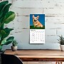 2027 BrownTrout Welsh Corgis 7" x 7" Monthly Wall Calendar (9798330710102)~#|#~sp320816251_sc7