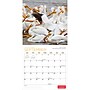 2027 BrownTrout Canadian Geographic Birds 12" x 12" Monthly Wall Calendar (9781525617195)~#|#~sp320816270_sc7