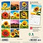 2027 BrownTrout Sunflowers 7" x 7" Monthly Wall Calendar (9798330709601)~#|#~sp320816310_sc7