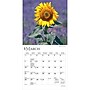 2027 BrownTrout Sunflowers 7" x 7" Monthly Wall Calendar (9798330709601)~#|#~sp320816311_sc7