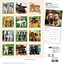 2027 BrownTrout Chiots 12" x 12" Monthly Wall Calendar (9798330715091)~#|#~sp320816320_sc7