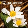 2027 BrownTrout Wildflowers 7" x 7" Monthly Wall Calendar (9798330709618)~#|#~sp320816411_sc7