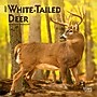2027 BrownTrout White Tailed Deer 7" x 7" Monthly Wall Calendar (9798330709854)~#|#~sp320816421_sc7