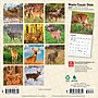2027 BrownTrout White Tailed Deer 7" x 7" Monthly Wall Calendar (9798330709854)~#|#~sp320816422_sc7
