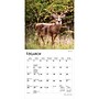 2027 BrownTrout White Tailed Deer 7" x 7" Monthly Wall Calendar (9798330709854)~#|#~sp320816423_sc7