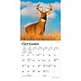2027 BrownTrout White Tailed Deer 7" x 7" Monthly Wall Calendar (9798330709854)~#|#~sp320816424_sc7