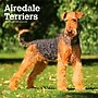 2027 BrownTrout Airedale Terriers 12" x 12" Monthly Wall Calendar (9798330714049)~#|#~sp320816470_sc7