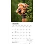 2027 BrownTrout Airedale Terriers 12" x 12" Monthly Wall Calendar (9798330714049)~#|#~sp320816472_sc7