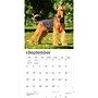 2027 BrownTrout Airedale Terriers 12" x 12" Monthly Wall Calendar (9798330714049)~#|#~sp320816473_sc7
