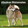 2027 BrownTrout Alaskan Malamutes 12" x 12" Monthly Wall Calendar (9798330712168)~#|#~sp320816483_sc7