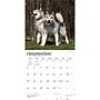 2027 BrownTrout Alaskan Malamutes 12" x 12" Monthly Wall Calendar (9798330712168)~#|#~sp320816486_sc7