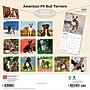 2027 BrownTrout American Pit Bull Terriers 12" x 12" Monthly Wall Calendar (9798330712175)~#|#~sp320816579_sc7