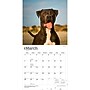 2027 BrownTrout American Pit Bull Terriers 12" x 12" Monthly Wall Calendar (9798330712175)~#|#~sp320816580_sc7