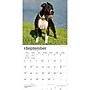 2027 BrownTrout American Pit Bull Terriers 12" x 12" Monthly Wall Calendar (9798330712175)~#|#~sp320816581_sc7