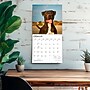 2027 BrownTrout American Pit Bull Terriers 12" x 12" Monthly Wall Calendar (9798330712175)~#|#~sp320816582_sc7