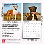 2027 BrownTrout American Pit Bull Terriers 12" x 12" Monthly Wall Calendar (9798330712175)~#|#~sp320816584_sc7
