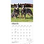 2027 BrownTrout Australian Cattle Dogs 12" x 12" Monthly Wall Calendar (9798330712182)~#|#~sp320816590_sc7